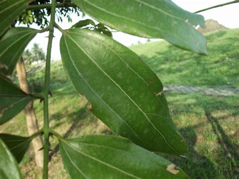 平行脈植物|平行脈:釋義,主要分類,其他,